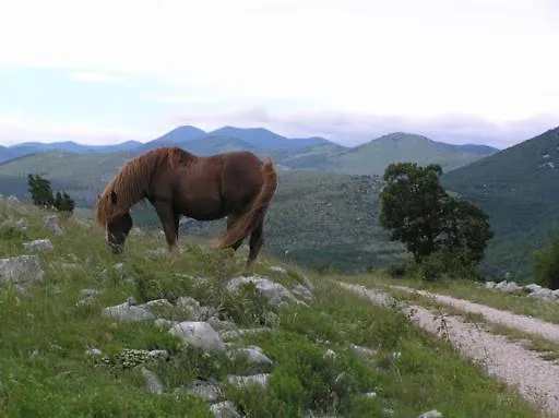 Lägenhet Mare & Bartol Bribir (Primorje-Gorski Kotar)